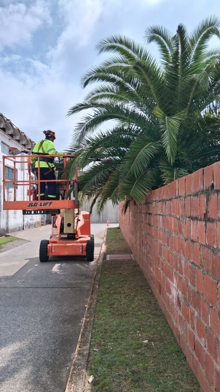 Operario podando una palmera desde una plataforma elevadora JLG
