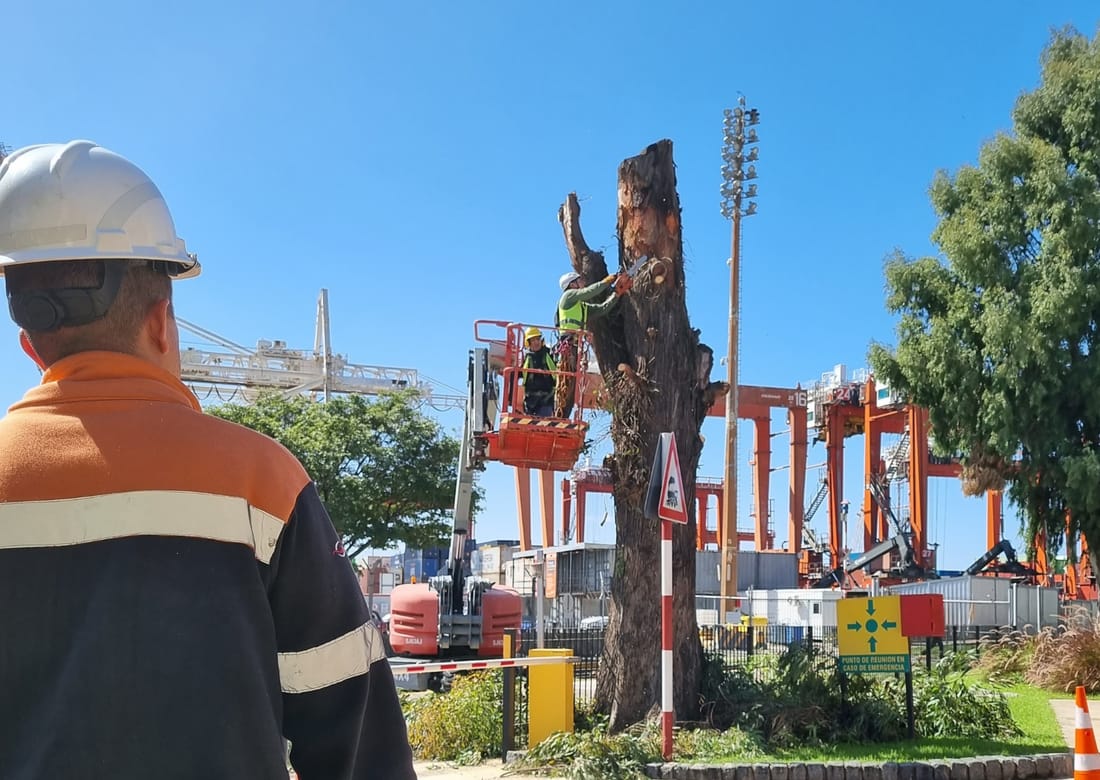 Poda en altura desde plataforma en una terminal portuaria